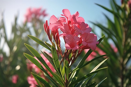 花园里的夹竹桃花图片