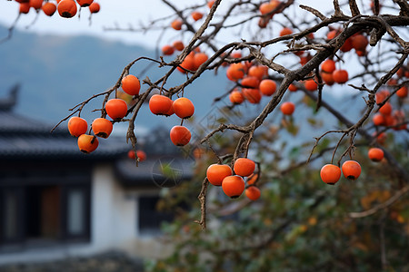 成熟的柿子树背景图片