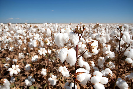 棉花生产领域高清图片