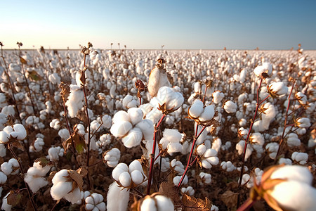 棉花种植产业高清图片