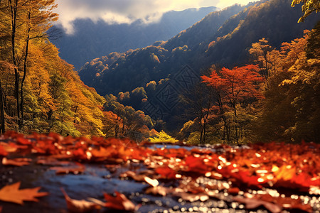 河面上的红枫叶背景图片