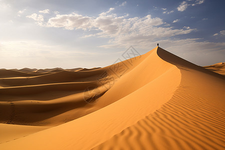 太阳菊沙漠沙丘景观背景