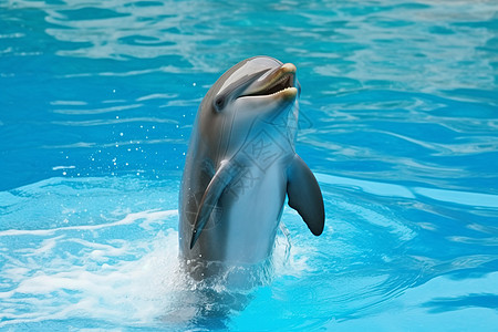 水族馆的海豚高清图片