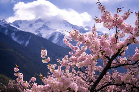 林芝桃花西藏雪山风景背景