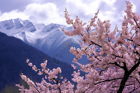 高清风景西藏林芝雪山风景背景