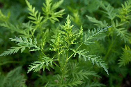 中药植物艾草图片