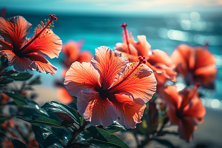 海滩附近盛开的芙蓉花图片