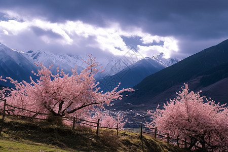 ，西藏盛开的桃花图片