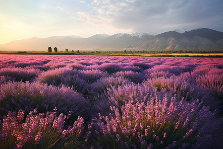 紫色薰衣草庄园背景图片