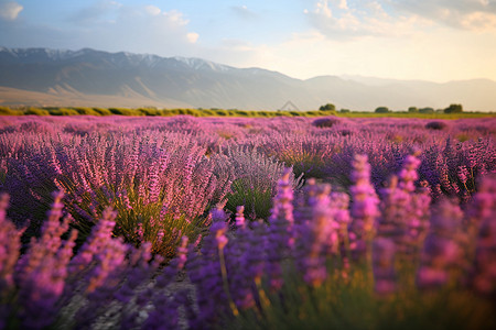 新疆农场紫色植物种植农场背景
