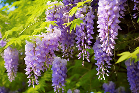 紫藤萝瀑布图片