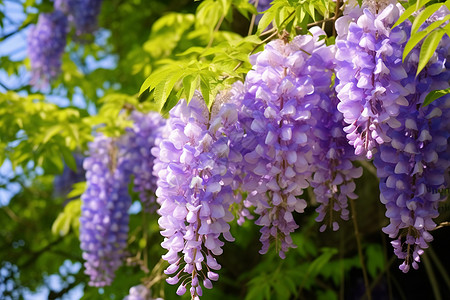 盛开的紫藤花图片