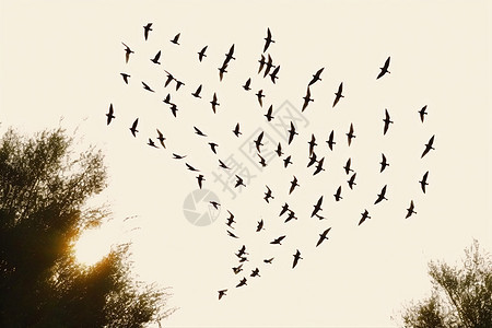 天空中飞行的的鸟群背景图片