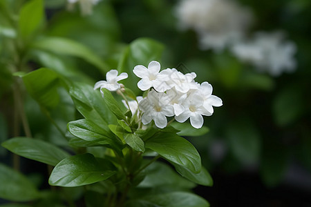 美丽绽放的茉莉花背景图片