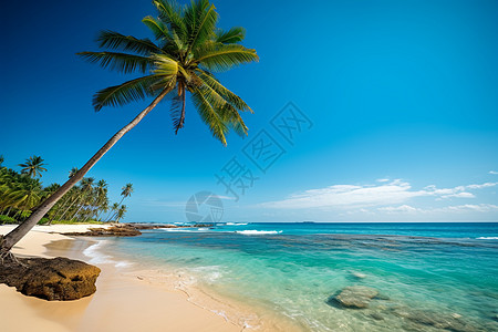 椰子树海滩夏天的沙滩与棕榈树背景