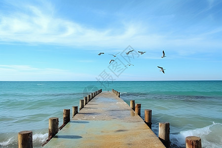海边的蓝天与海鸥图片