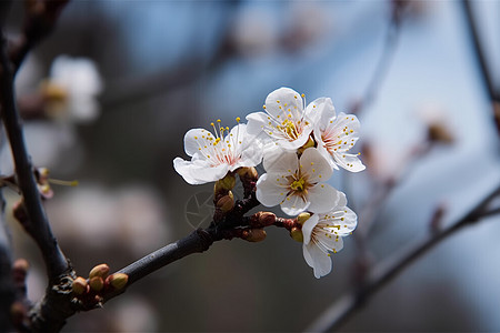 树枝上的杏花图片