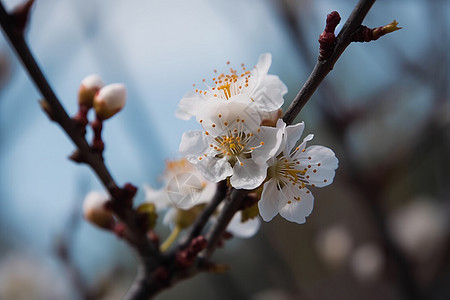 春天的第一个杏花背景图片
