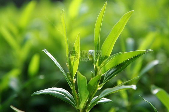 雨前龙井茶图片