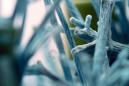 显微镜放大的微生物图片