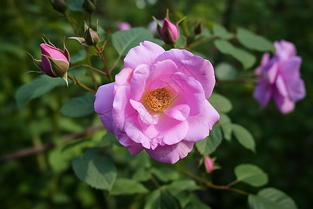 花园里盛开的花朵图片