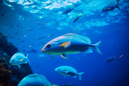水下的热带鱼图片