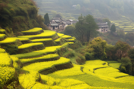 漫山遍野的油菜花高清图片