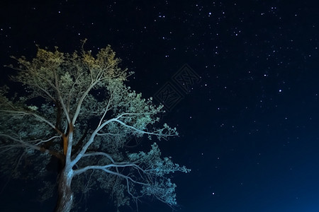 低角度的树与繁星的夜空图片