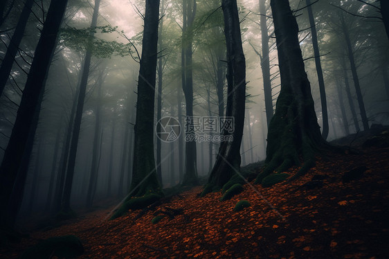 阴天昏暗的树林图片