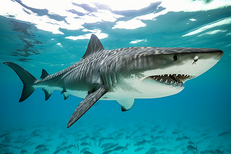 水下顶级捕食者鲨鱼背景图片