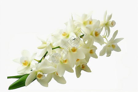 白色的石斛兰花背景图片