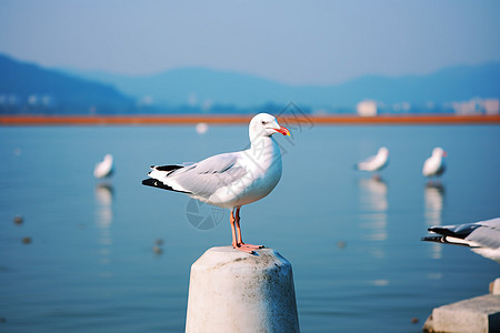 海边的海鸥图片