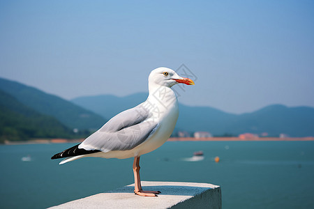 观景的海鸥图片