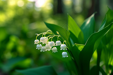 兰州百合森林中的植物白色小花背景