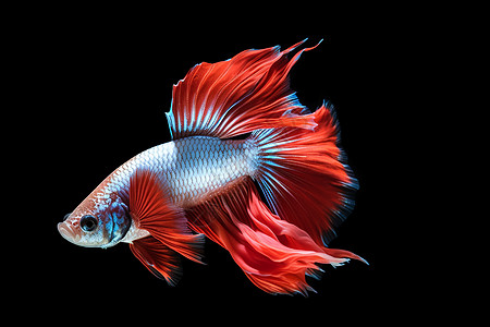 热带红色观赏鱼图片