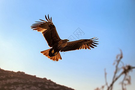 老鹰在天空中飞翔图片