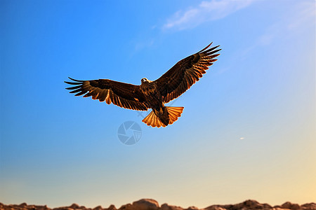 天空中飞翔的老鹰图片