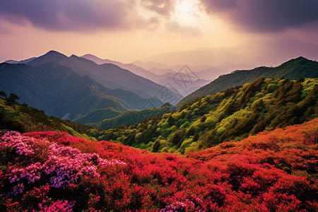 眼光下大山深处的杜鹃花图片