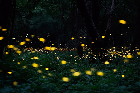 森林萤火虫森林里的萤火虫背景