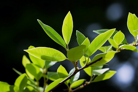 樟树的幼叶绿色植物枝条高清图片