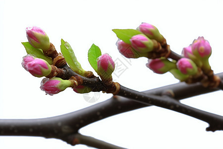 春天花满枝头图片