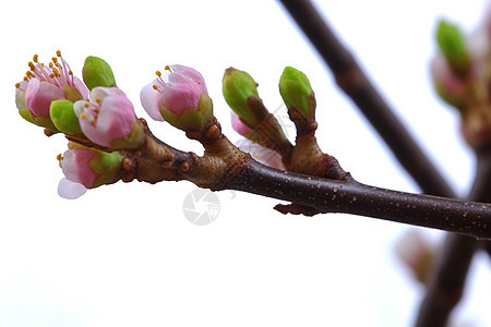 樱花的花枝图片