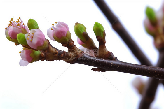 樱花的花枝图片