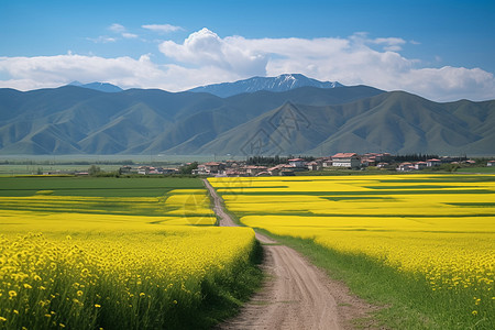 美丽的油菜花风景图片