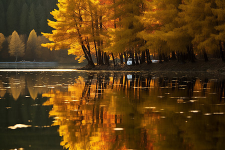 湖边的落叶图片