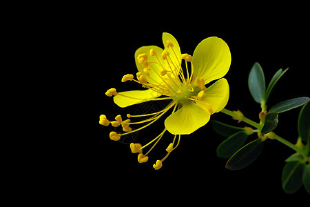 黄色艳丽的花朵图片