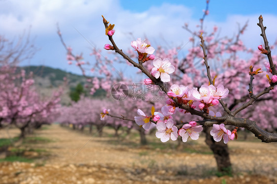 盛开的桃花树图片