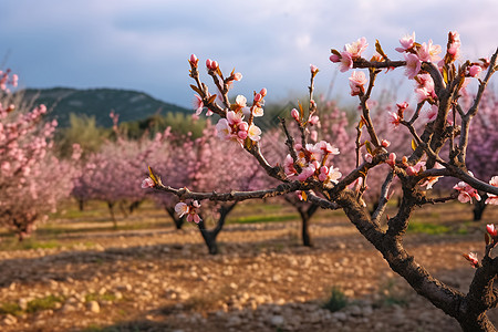美丽的桃树背景图片