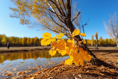 河边树木的树叶背景图片