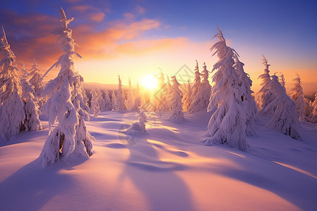 美丽的冬季树林图片